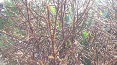 close_up_Rimu_in_sun.png